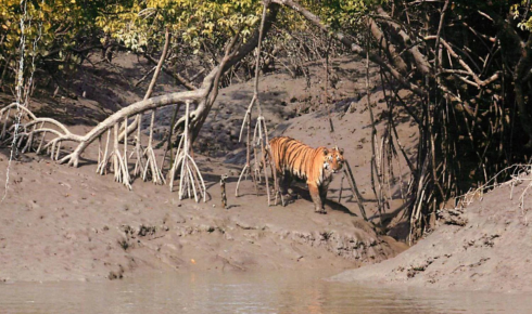 Sundarban tour package